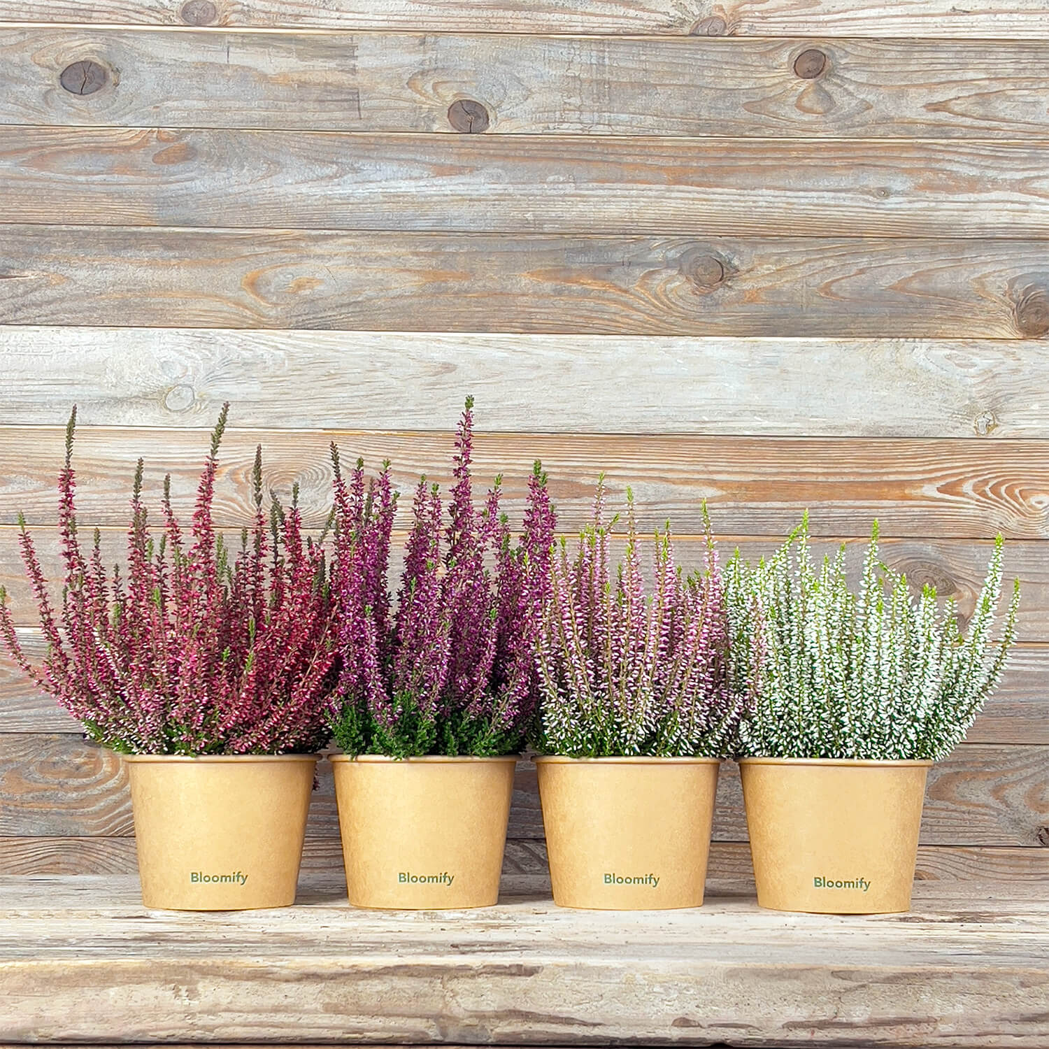 6x Heide Mix "Hannah"