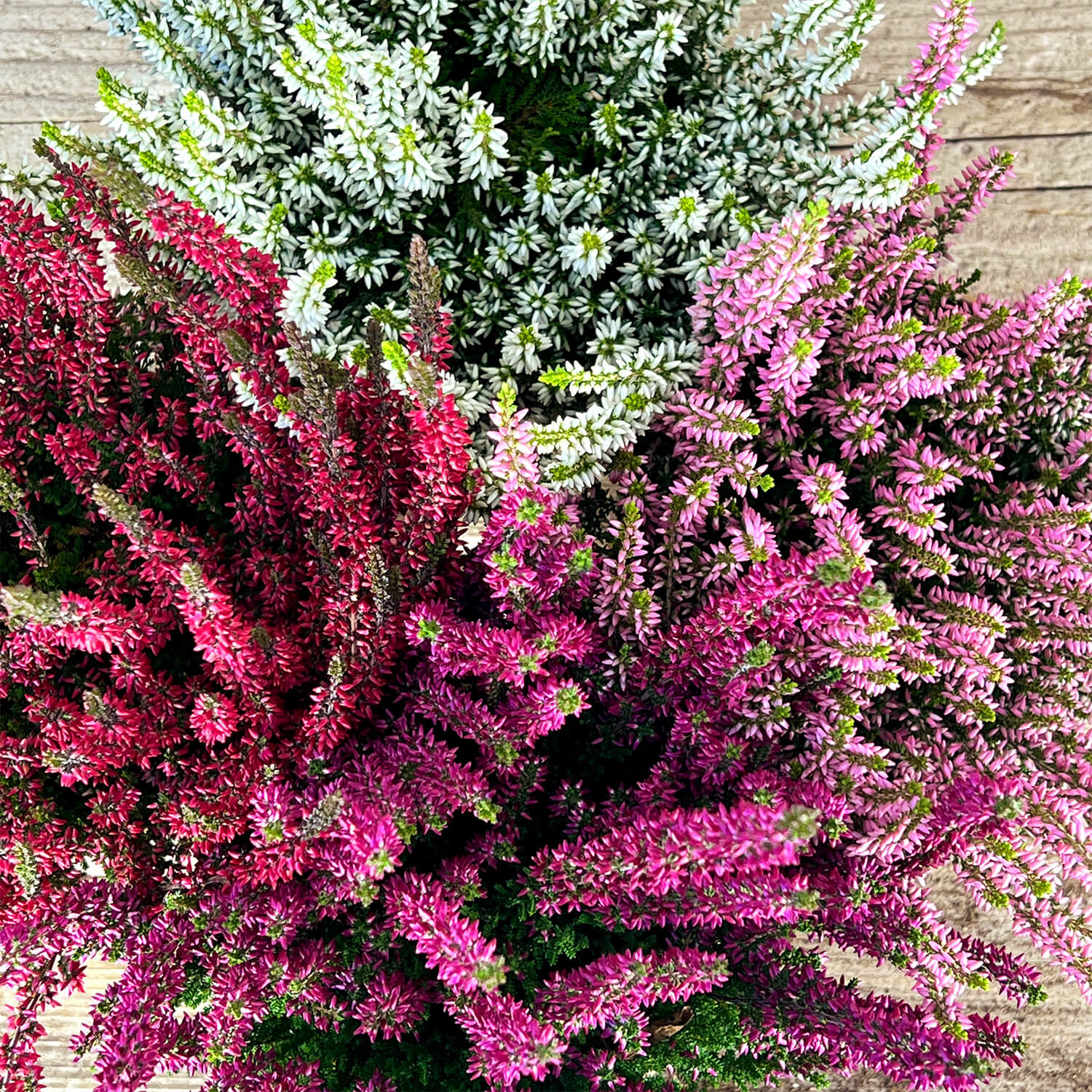 6x Heide Mix "Hannah"