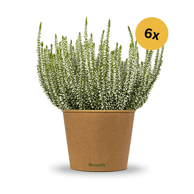 6x Heide weiß "Hannah"