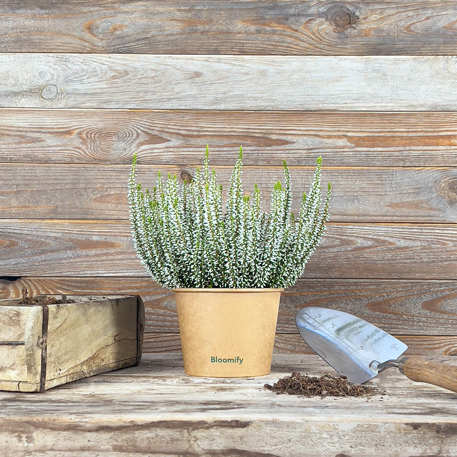 6x Heide weiß "Hannah"