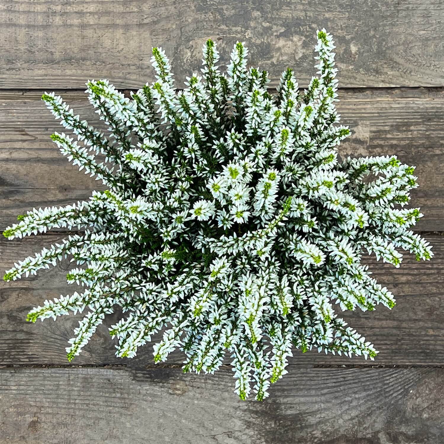 6x Heide weiß "Hannah"