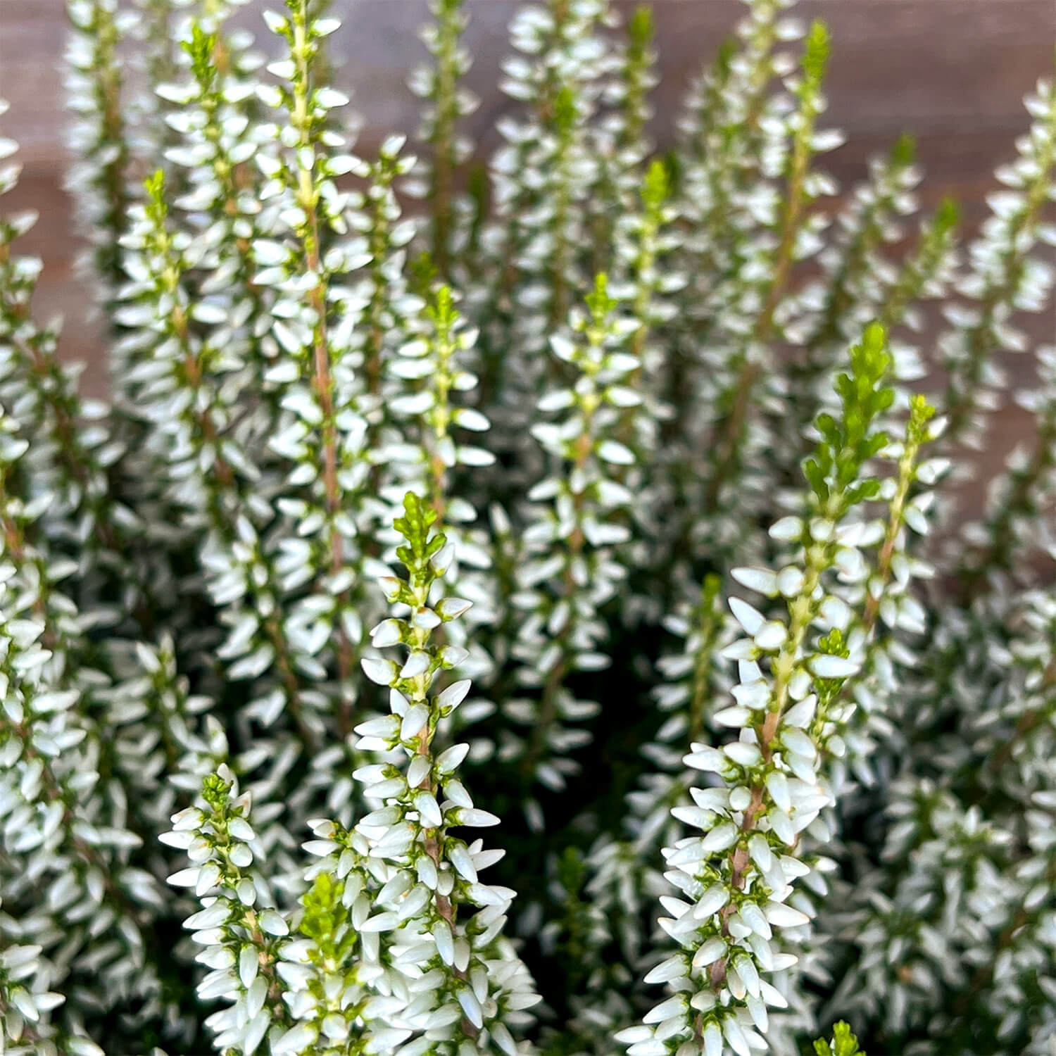 6x Heide weiß "Hannah"