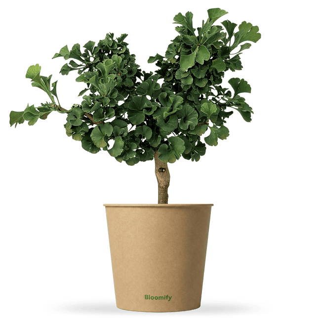Ginkgo "Greta"