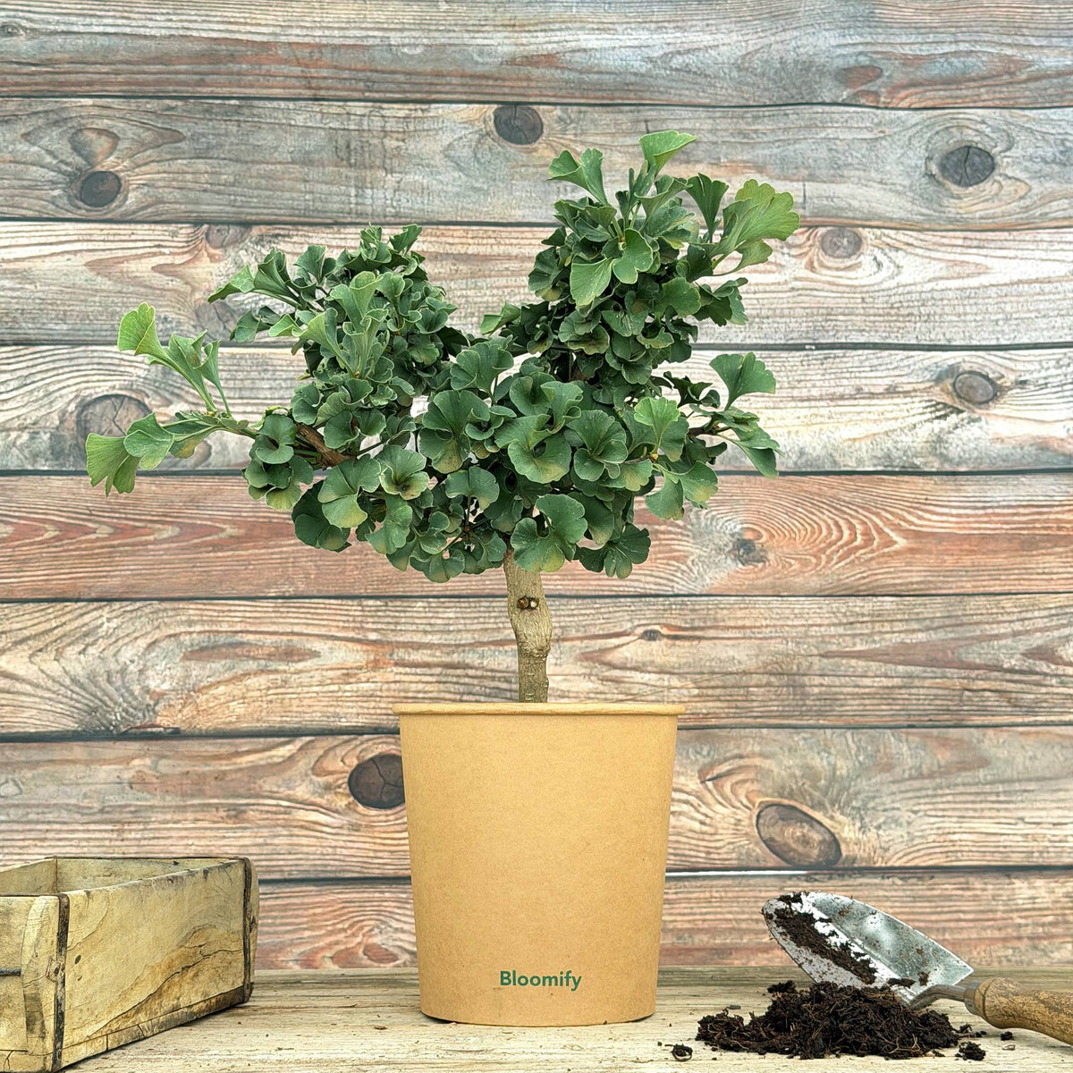 Ginkgo "Greta"