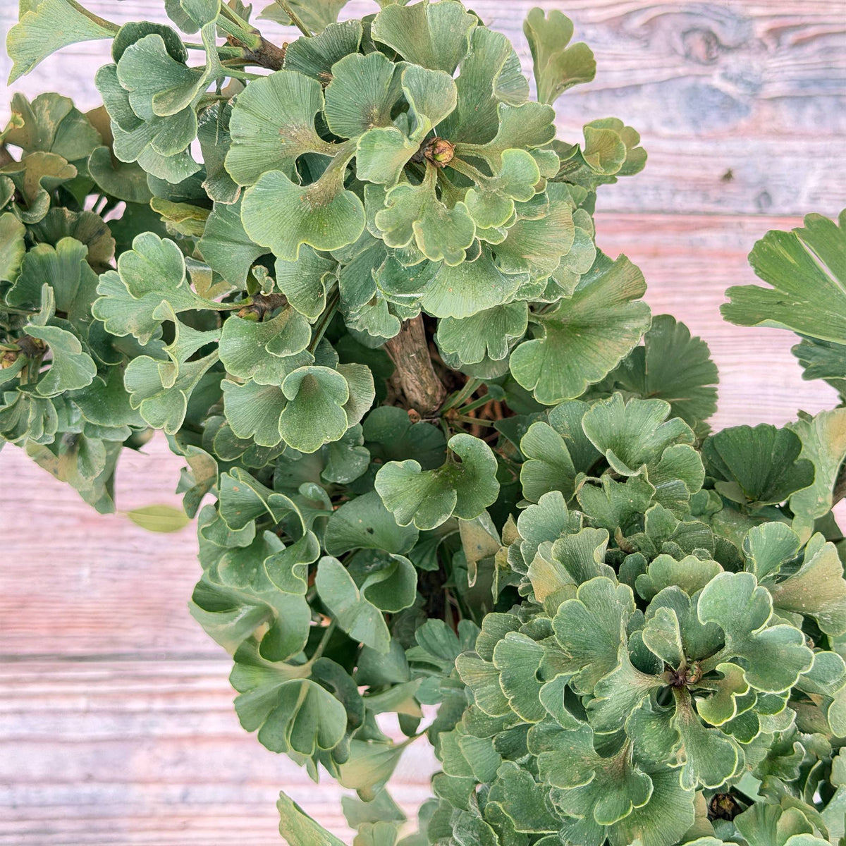 Ginkgo "Greta"