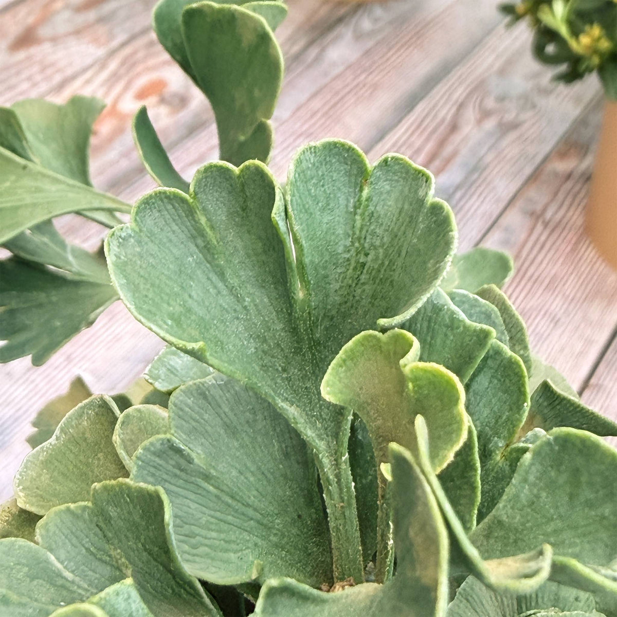 Ginkgo "Greta"