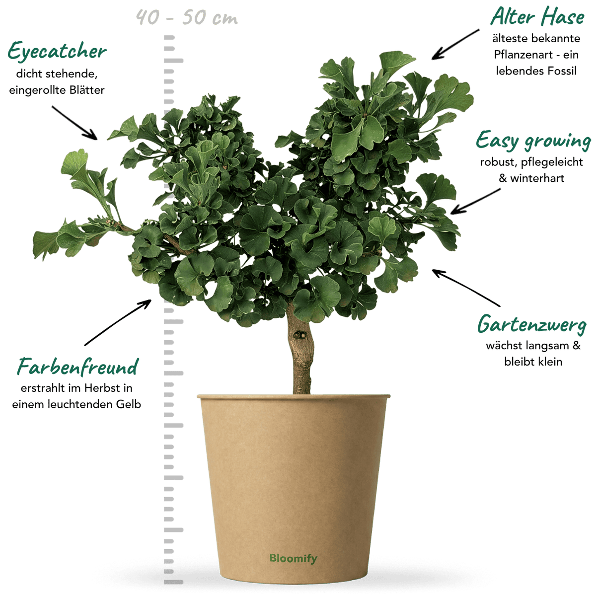 Ginkgo "Greta"