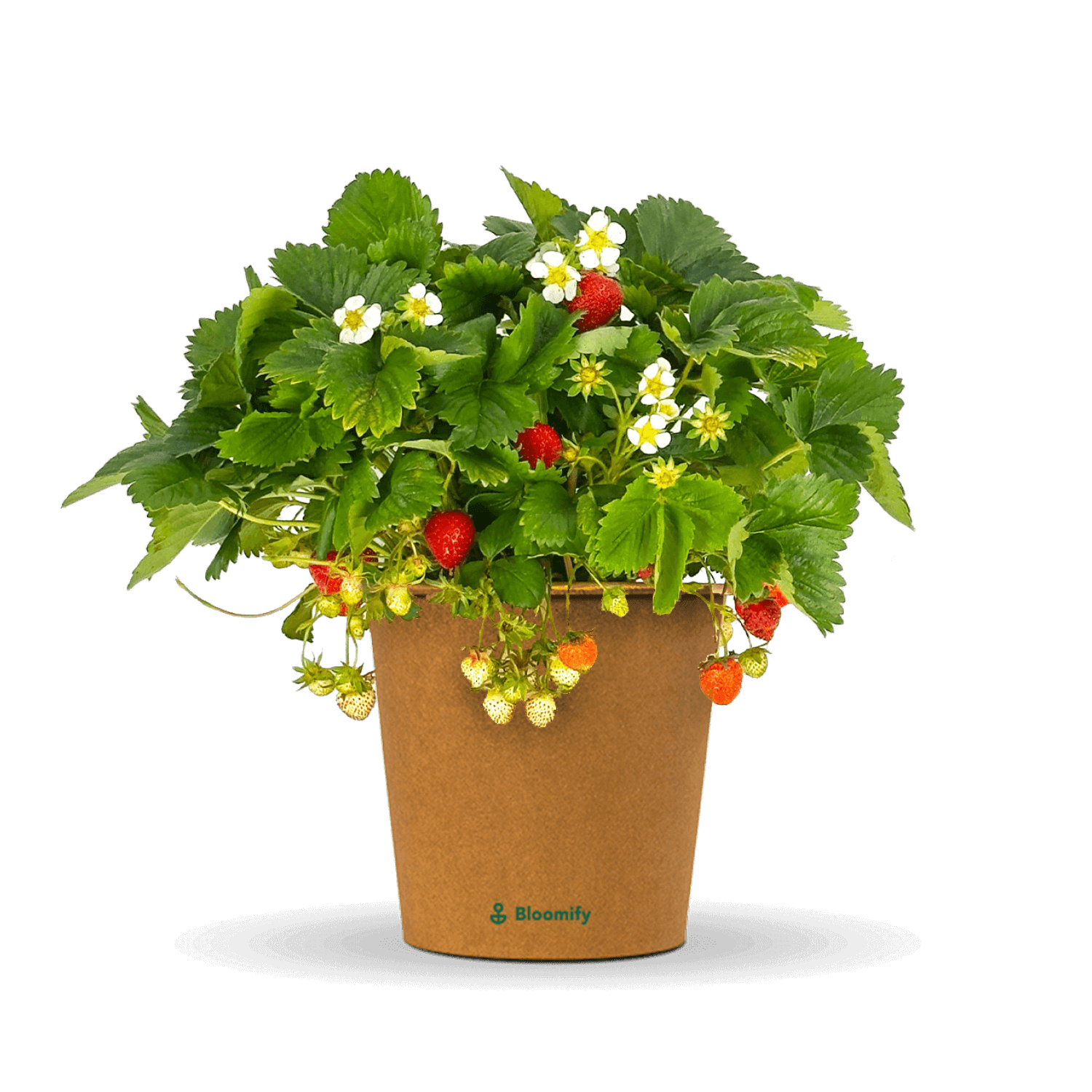 Balkon-Erdbeere "Enno"