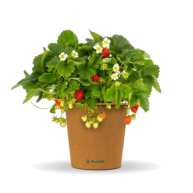 Balkon-Erdbeere "Enno"