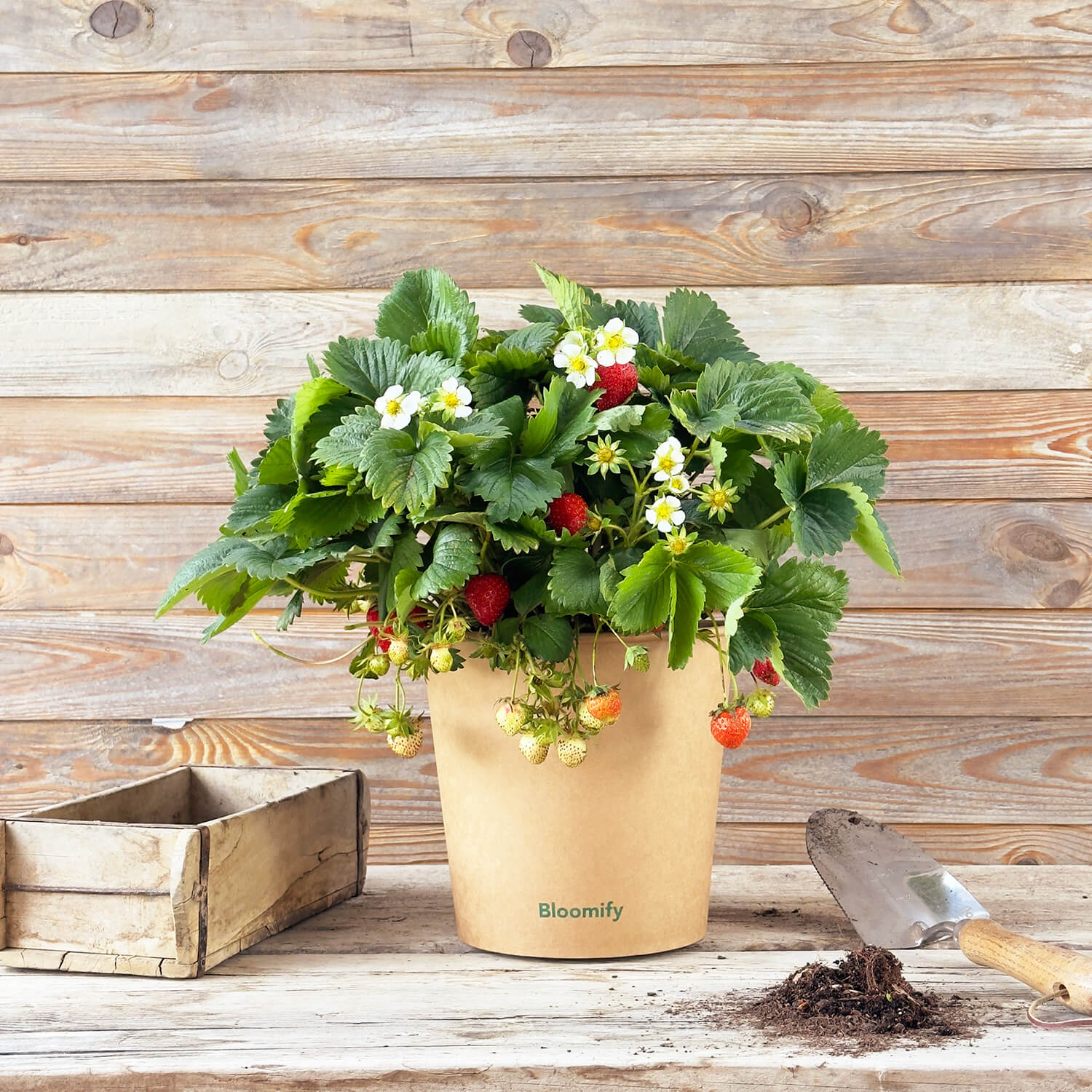 Balkon-Erdbeere "Enno"