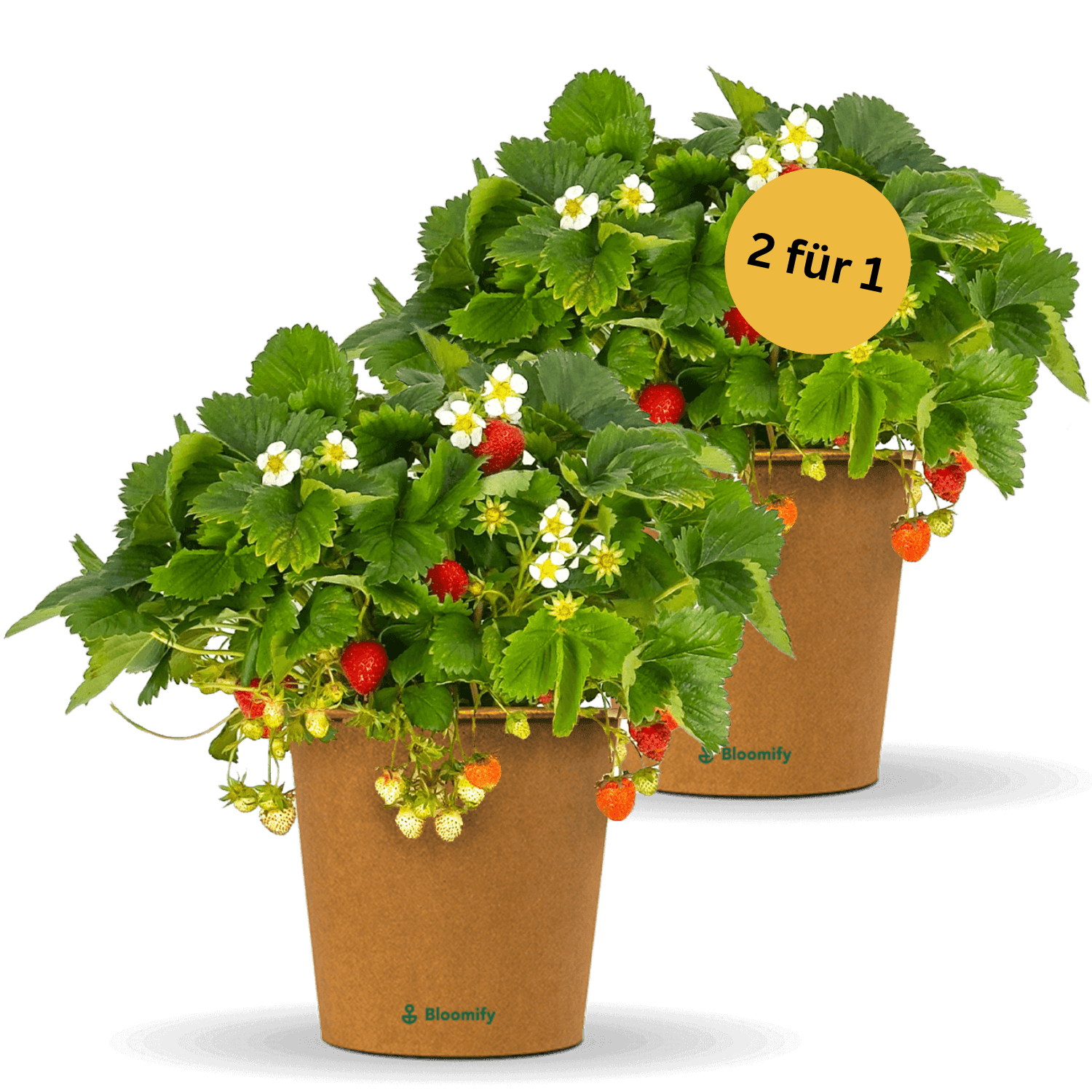 2 x Balkon-Erdbeere "Enno"