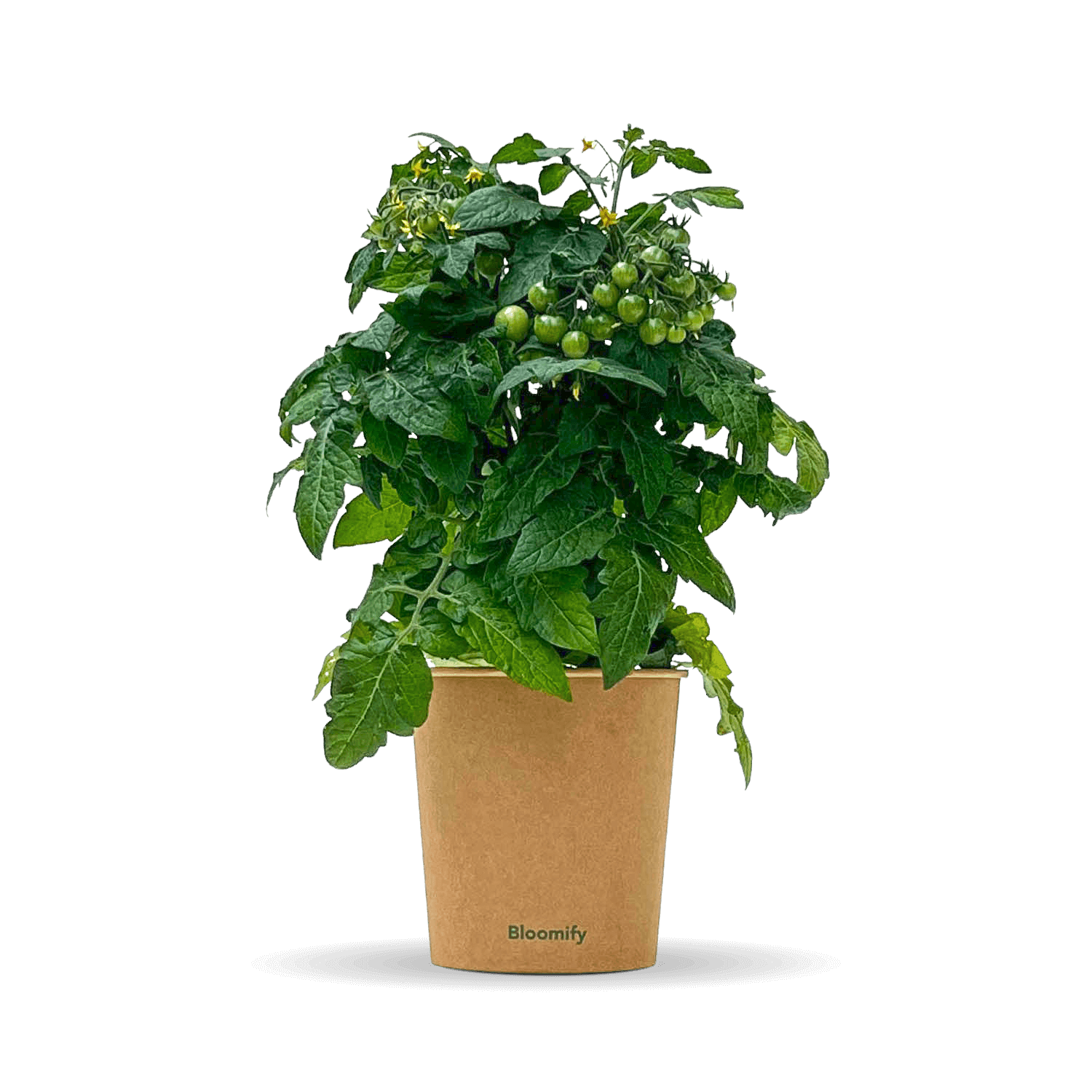 Balkon-Tomate "Babo"