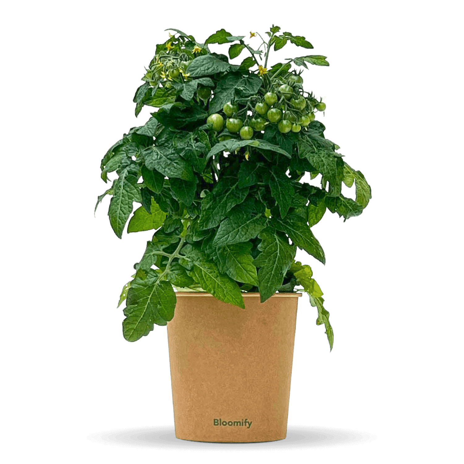Balkon-Tomate "Babo"