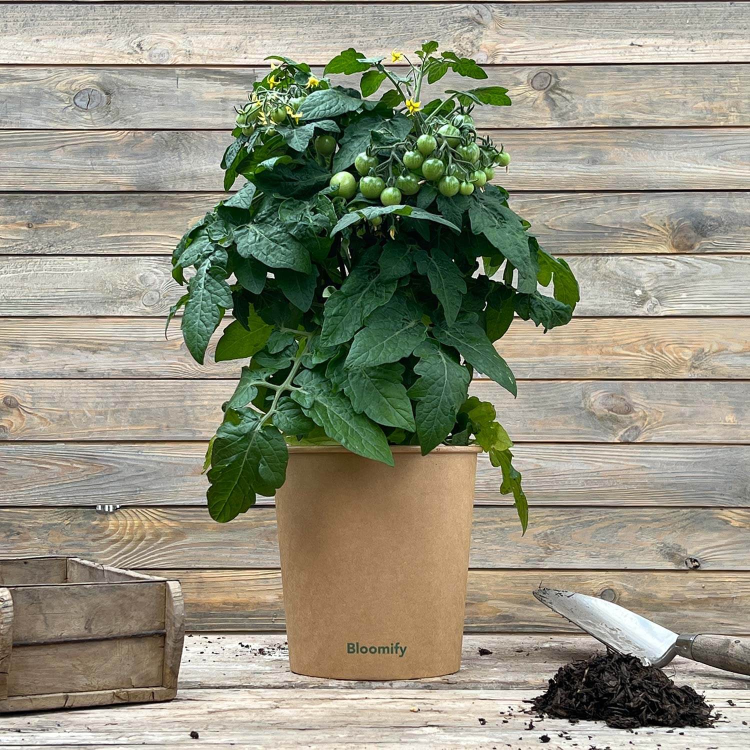 Balkon-Tomate "Babo"