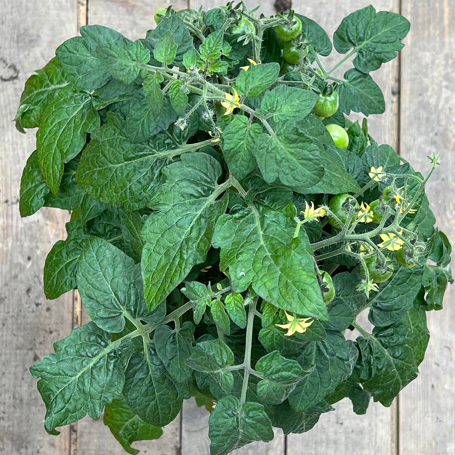 Balkon-Tomate "Babo"