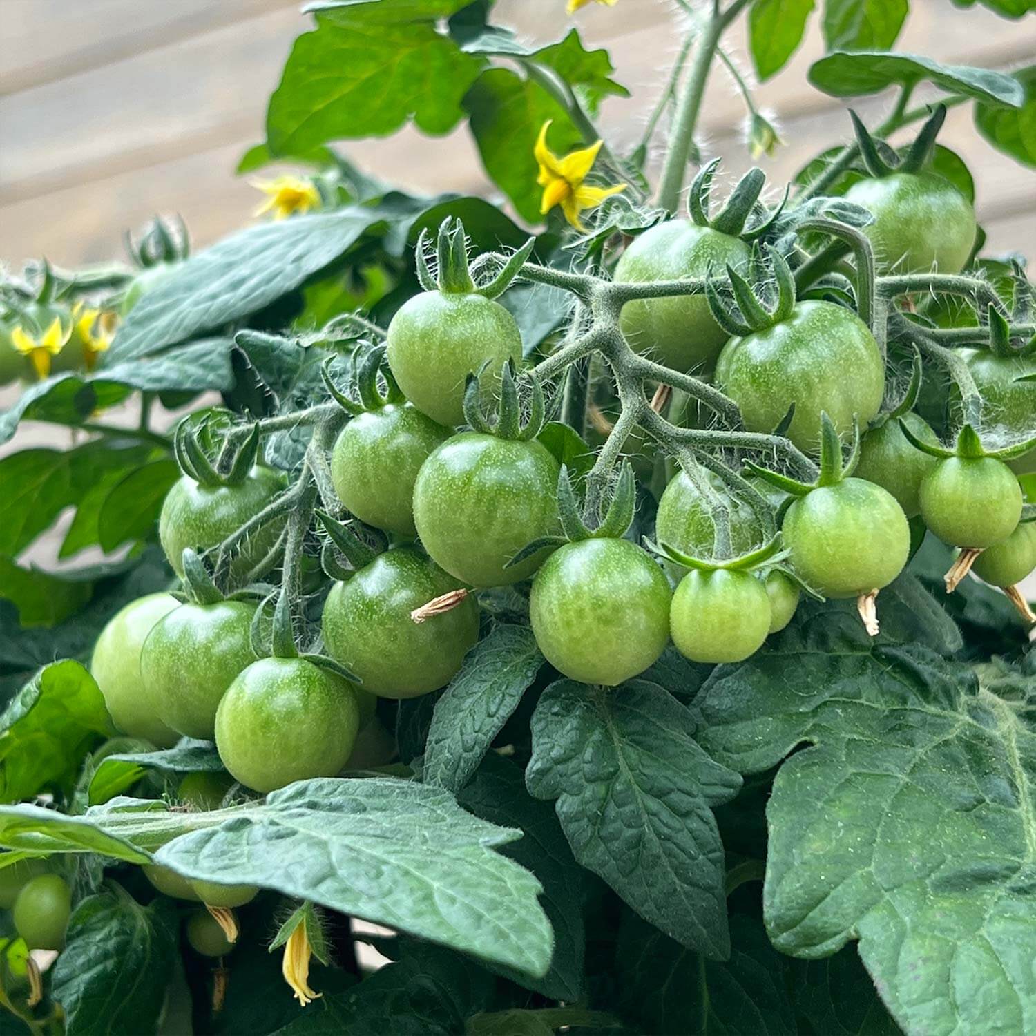 Balkon-Tomate "Babo"