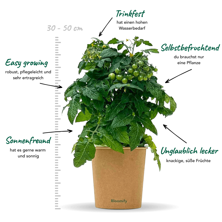 Balkon-Tomate "Babo"