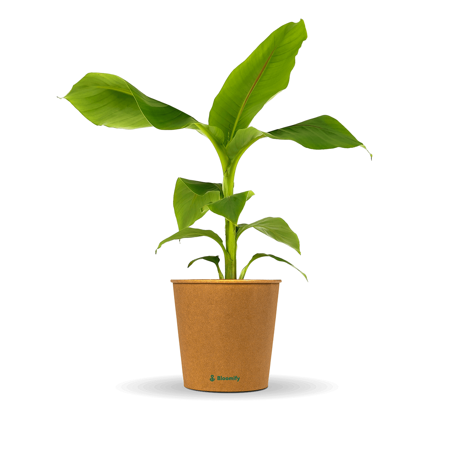 Banane 