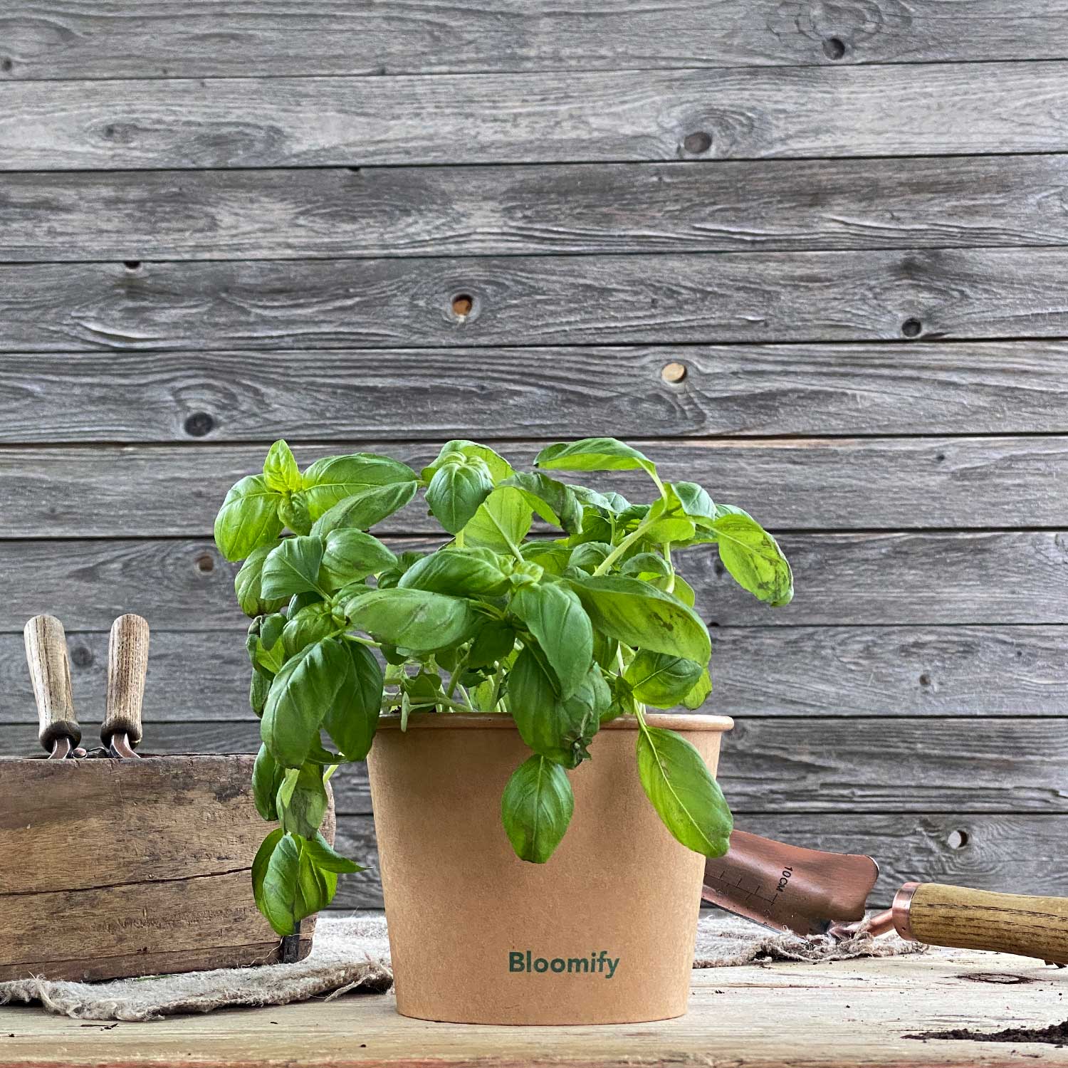 Basilikum "Bernardo"