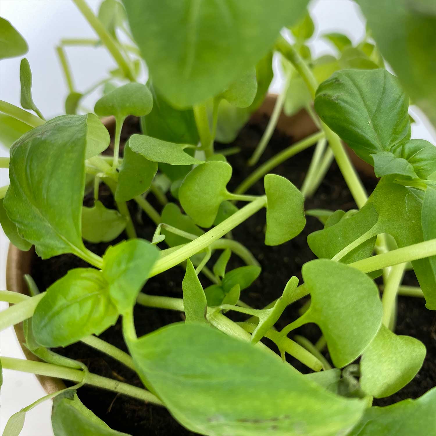 Basilikum "Bernardo"