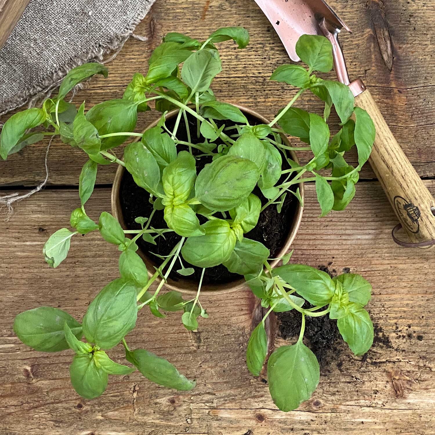 Basilikum "Bernardo"