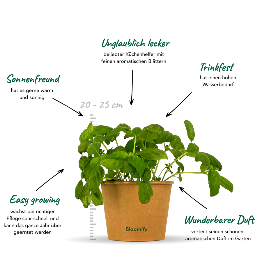 Basilikum "Bernardo"