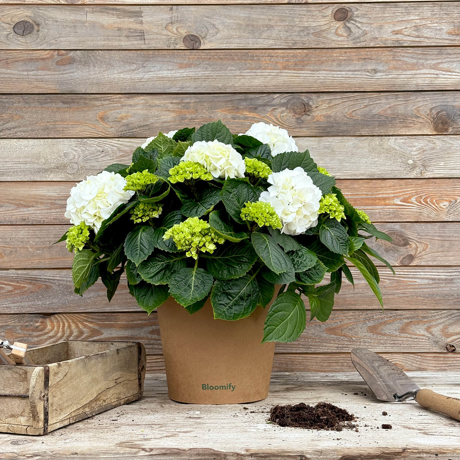 Bauern-Hortensie weiß "Hugo"