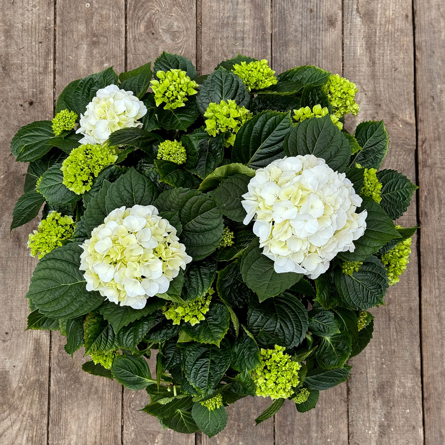 Bauern-Hortensie weiß "Hugo"