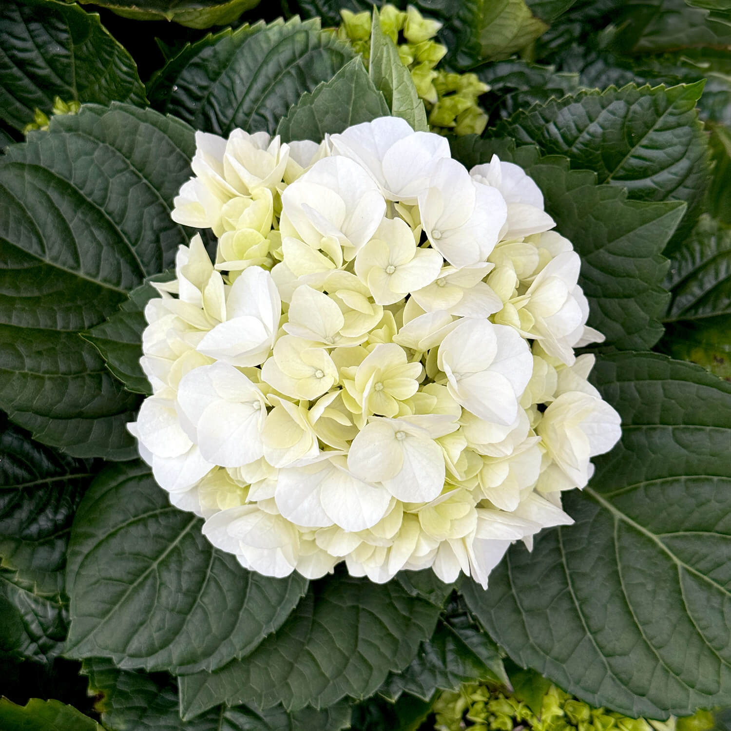 Bauern-Hortensie weiß "Hugo"