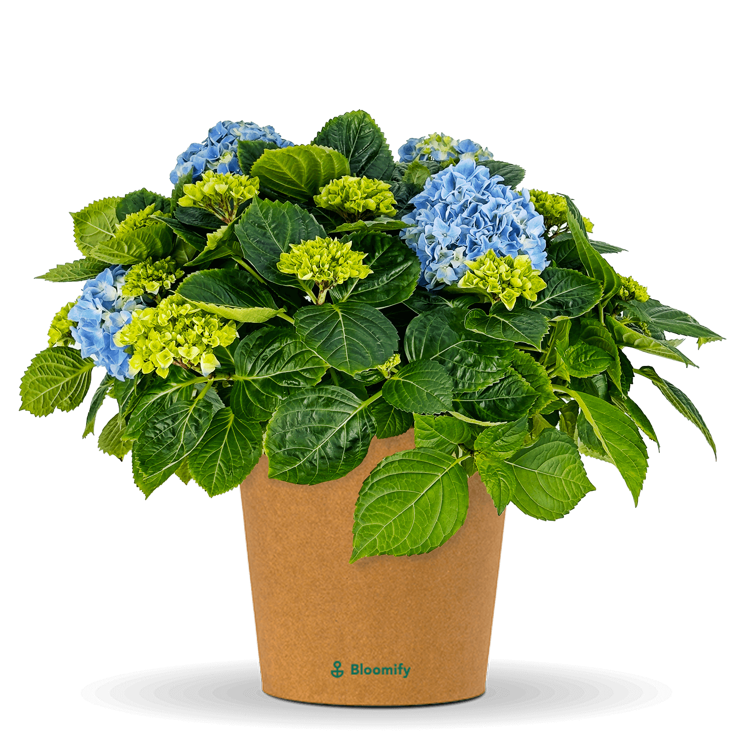 Bauern-Hortensie blau "Hugo"