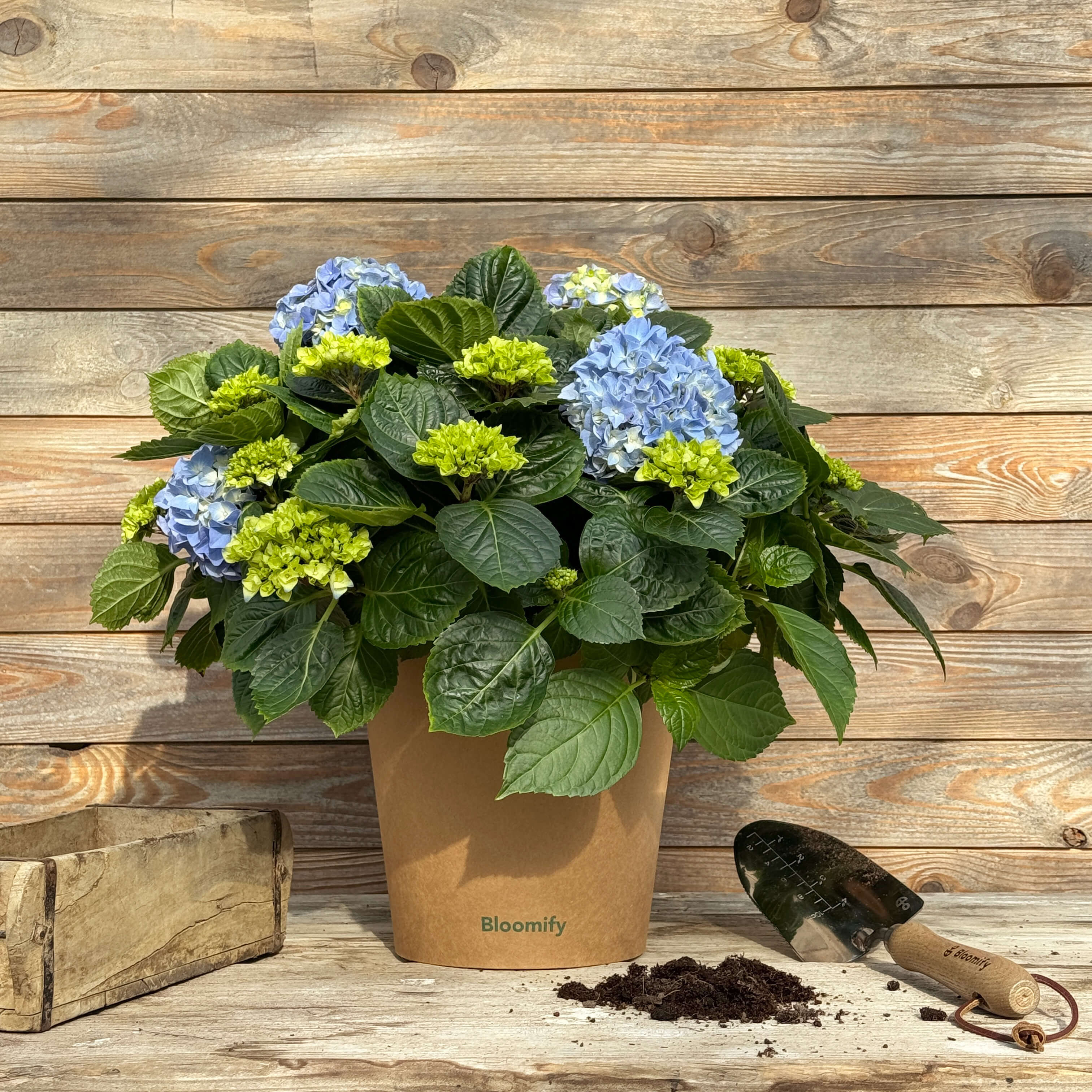 Bauern-Hortensie blau "Hugo"