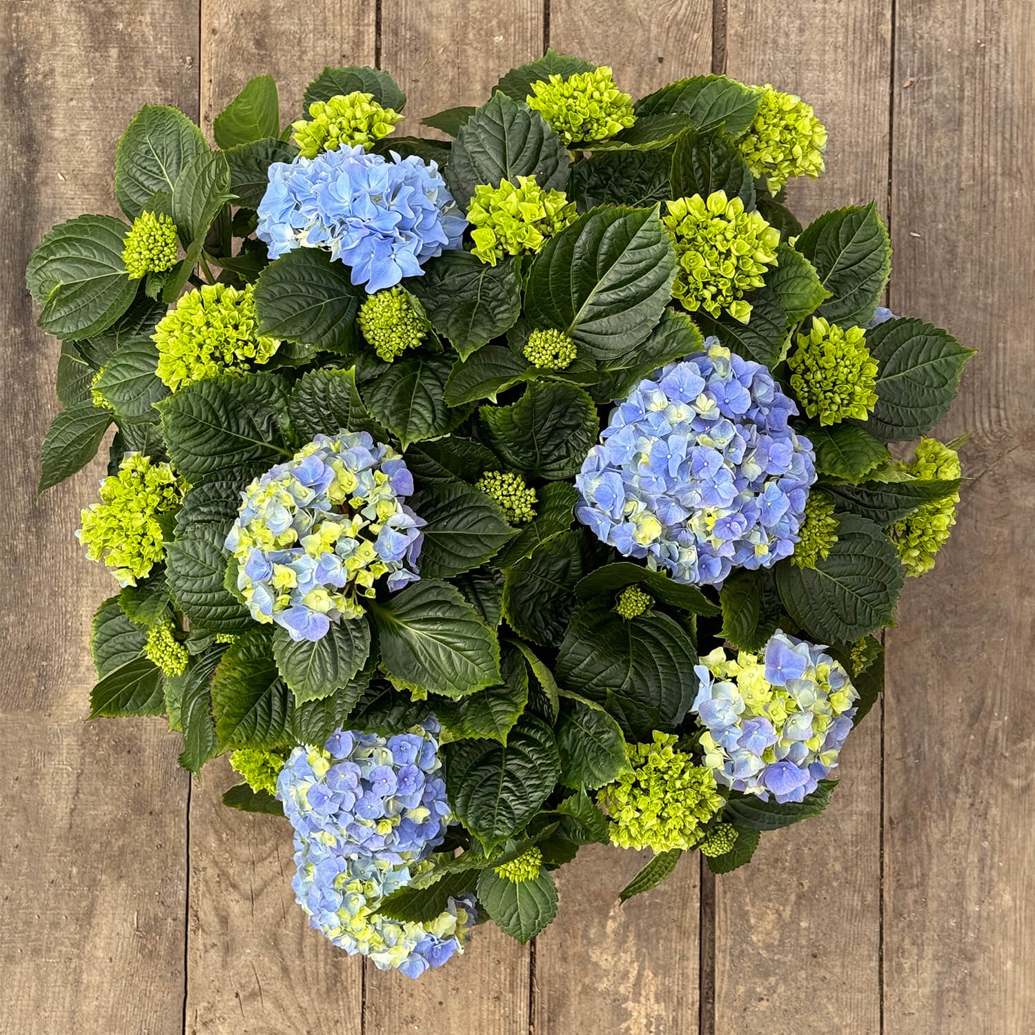 Bauern-Hortensie blau "Hugo"