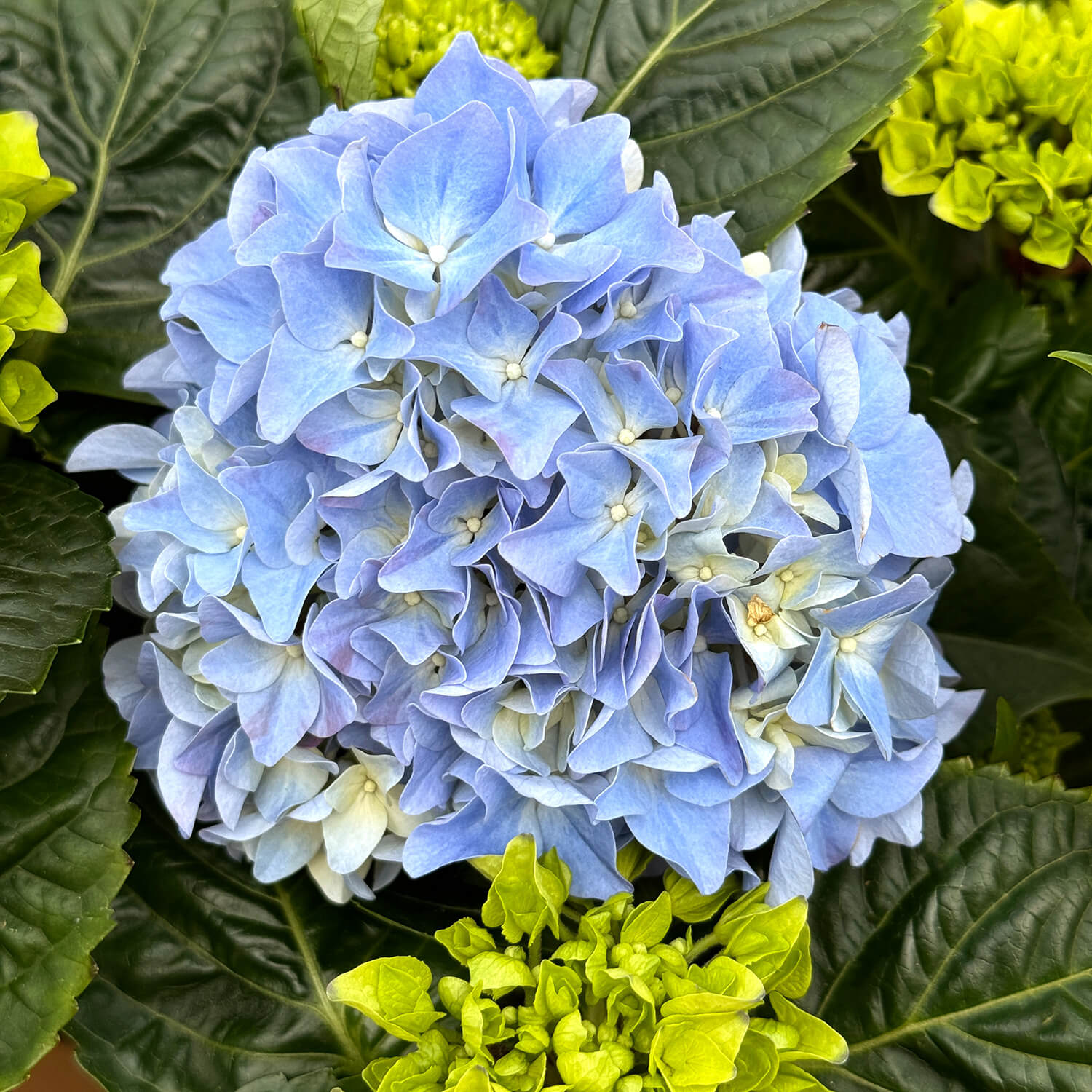 Bauern-Hortensie blau "Hugo"