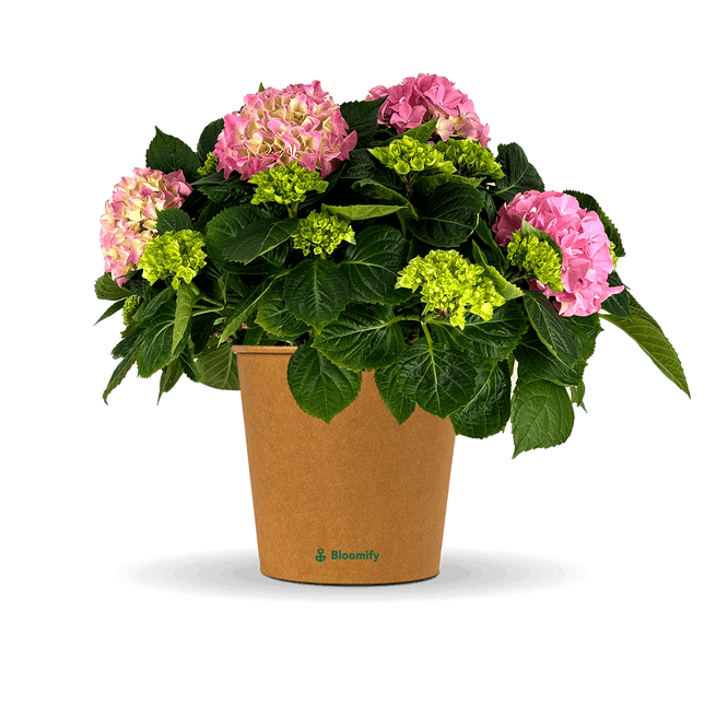 Bauern-Hortensie rosa "Hugo"