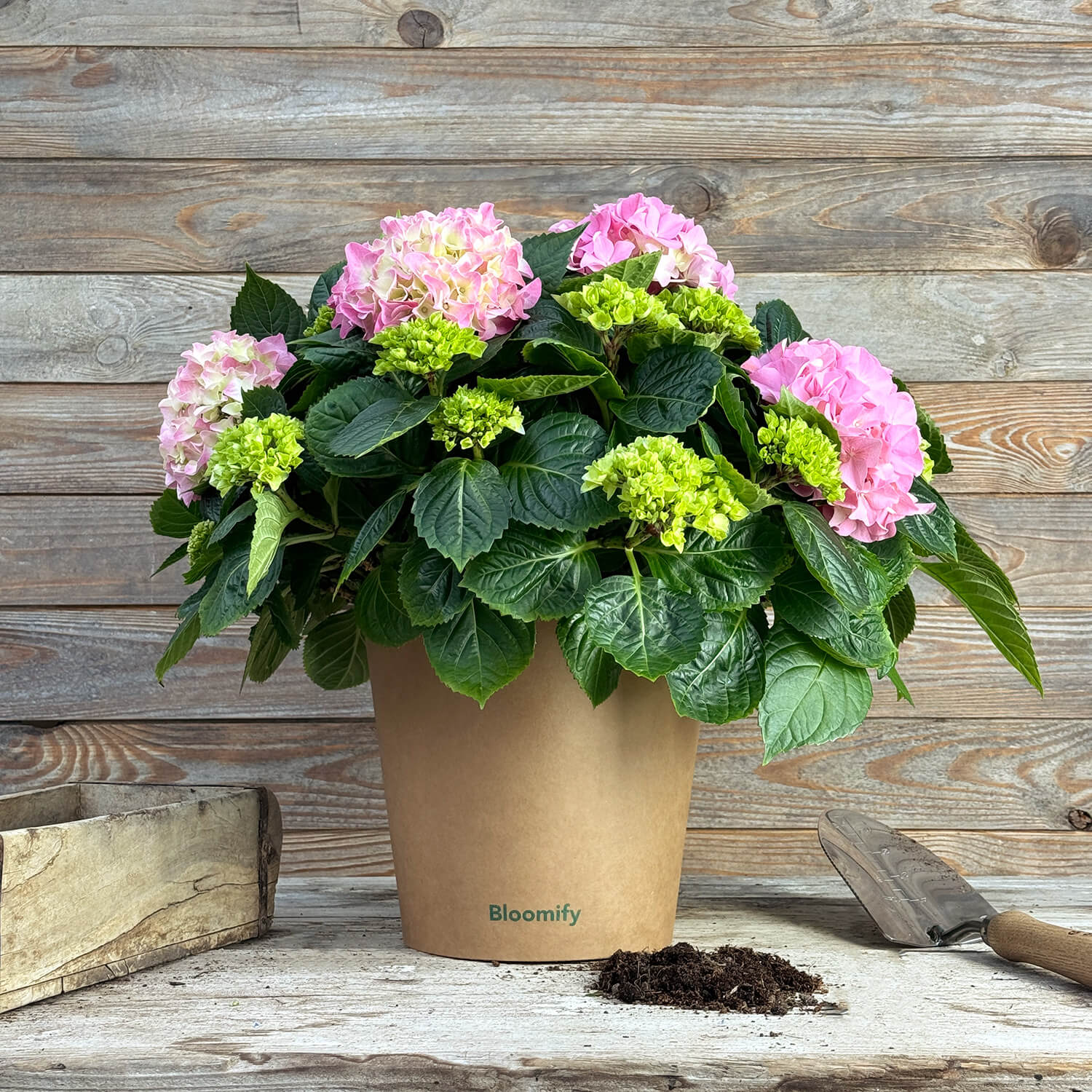 Bauern-Hortensie rosa "Hugo"