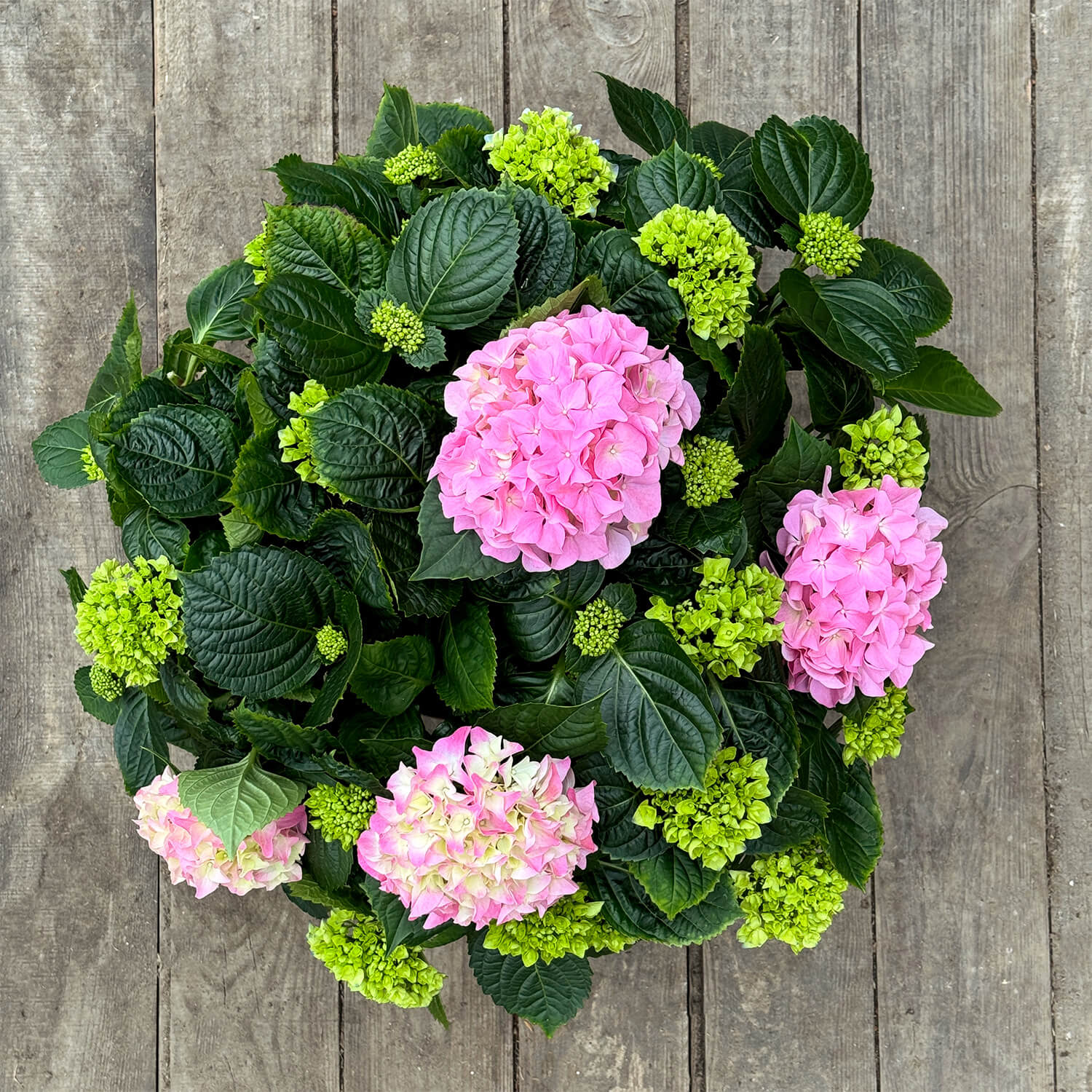 Bauern-Hortensie rosa "Hugo"