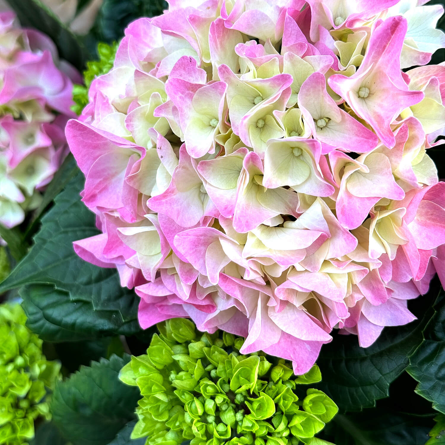 Bauern-Hortensie rosa "Hugo"