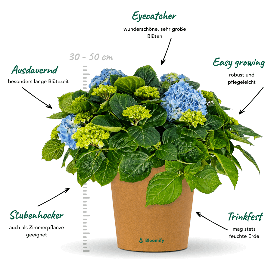 Bauern-Hortensie blau "Hugo"