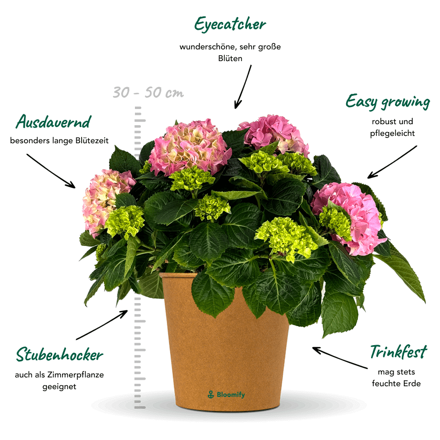 Bauern-Hortensie rosa "Hugo"