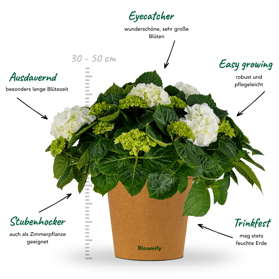 Bauern-Hortensie weiß "Hugo"