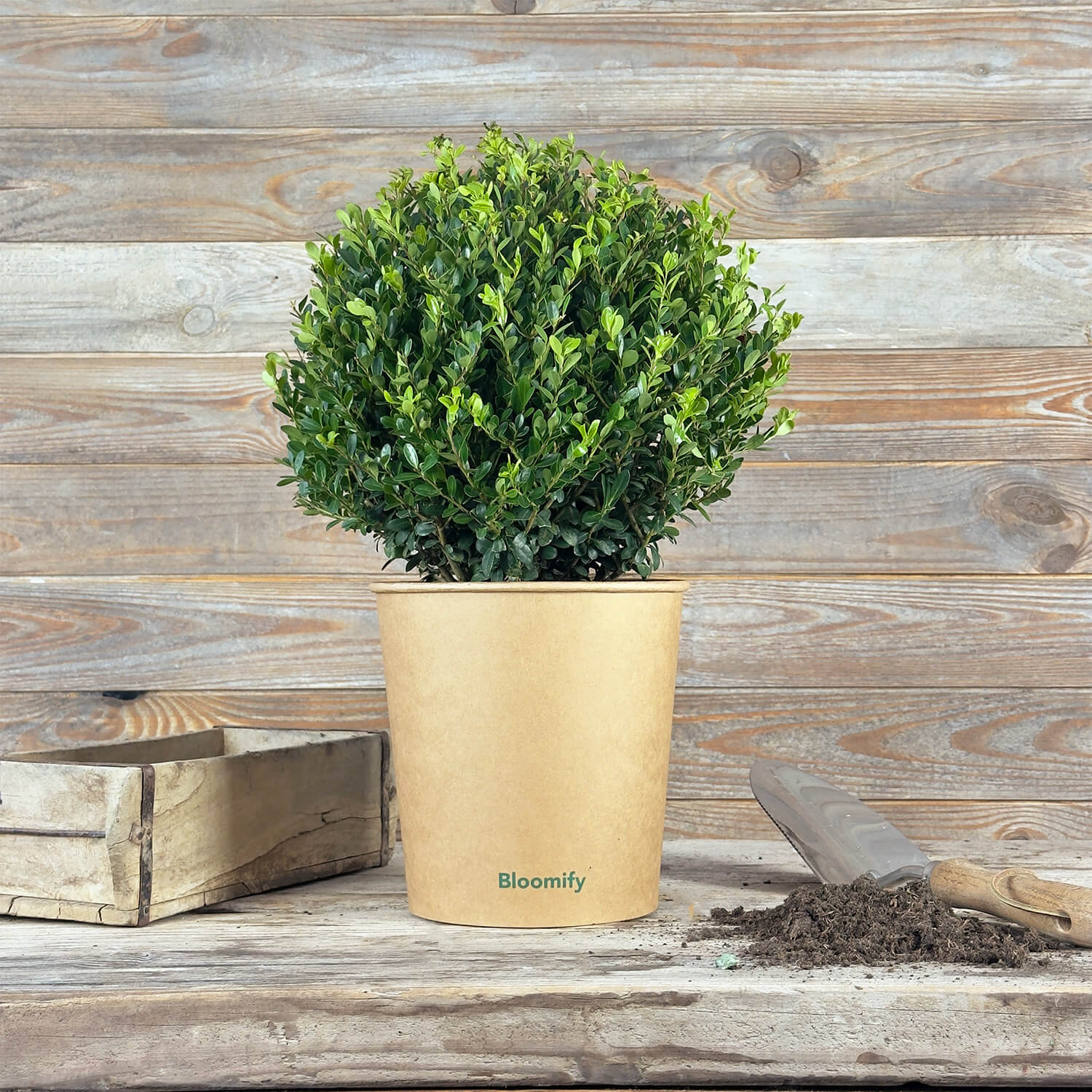 NewBux Kugel "Boris"