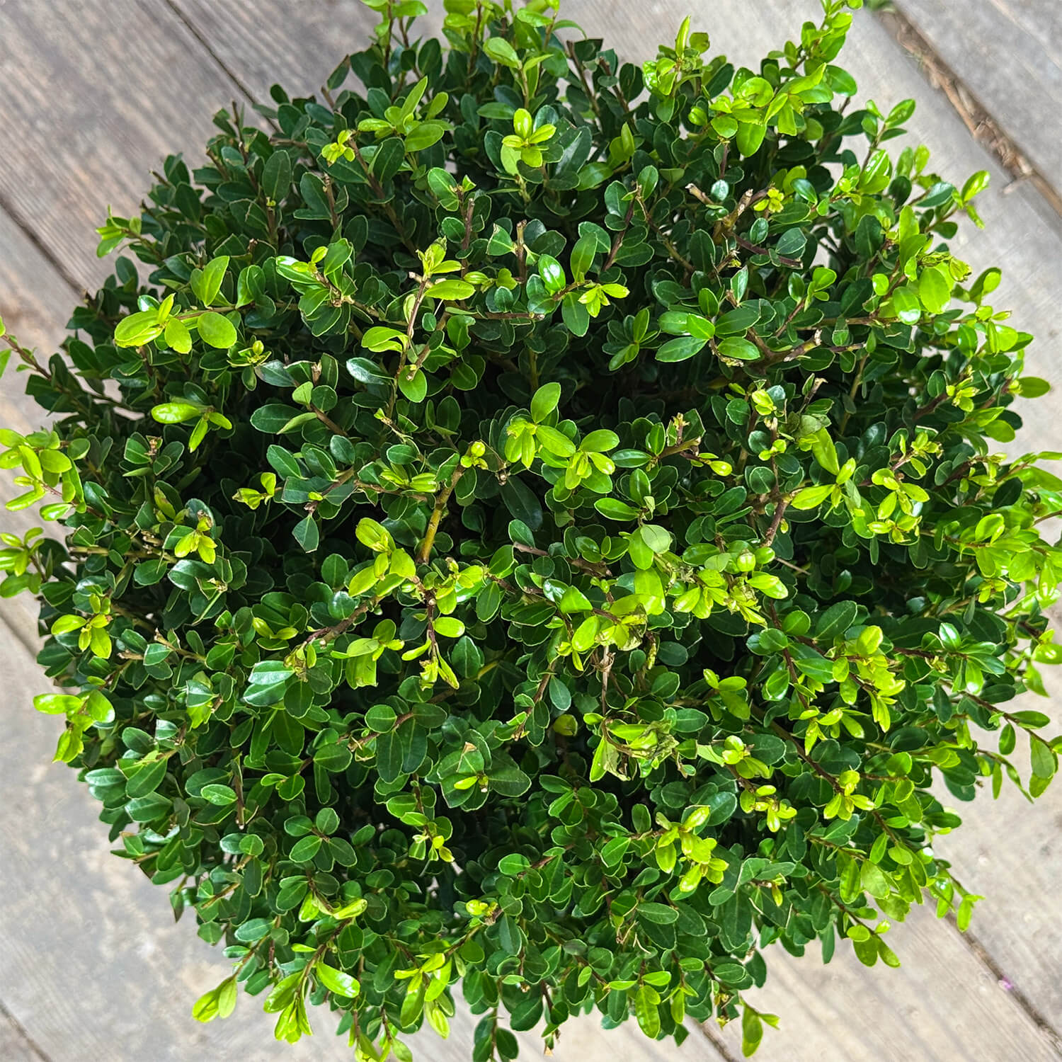 NewBux Kugel "Boris"