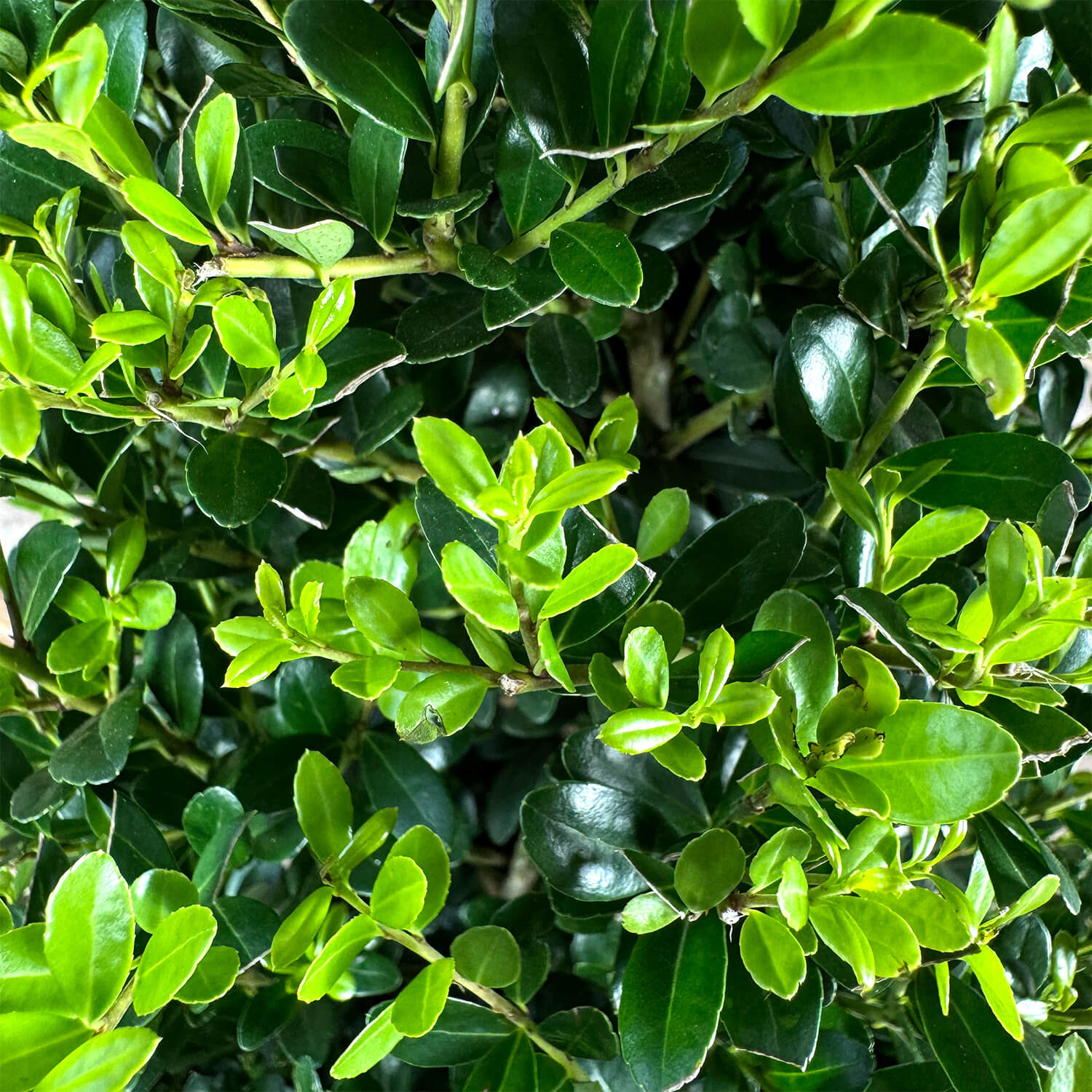 NewBux Kugel "Boris"