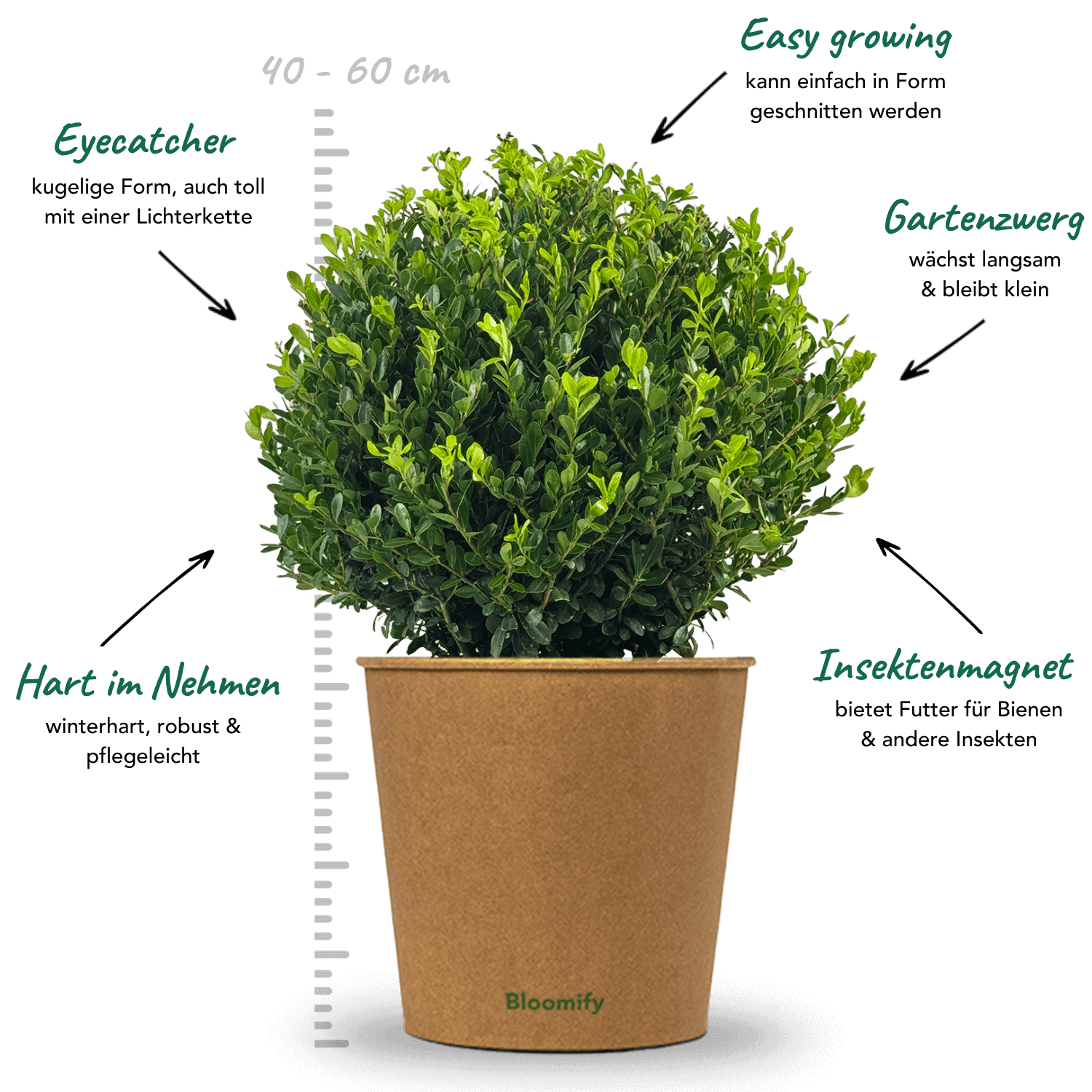 NewBux Kugel "Boris"