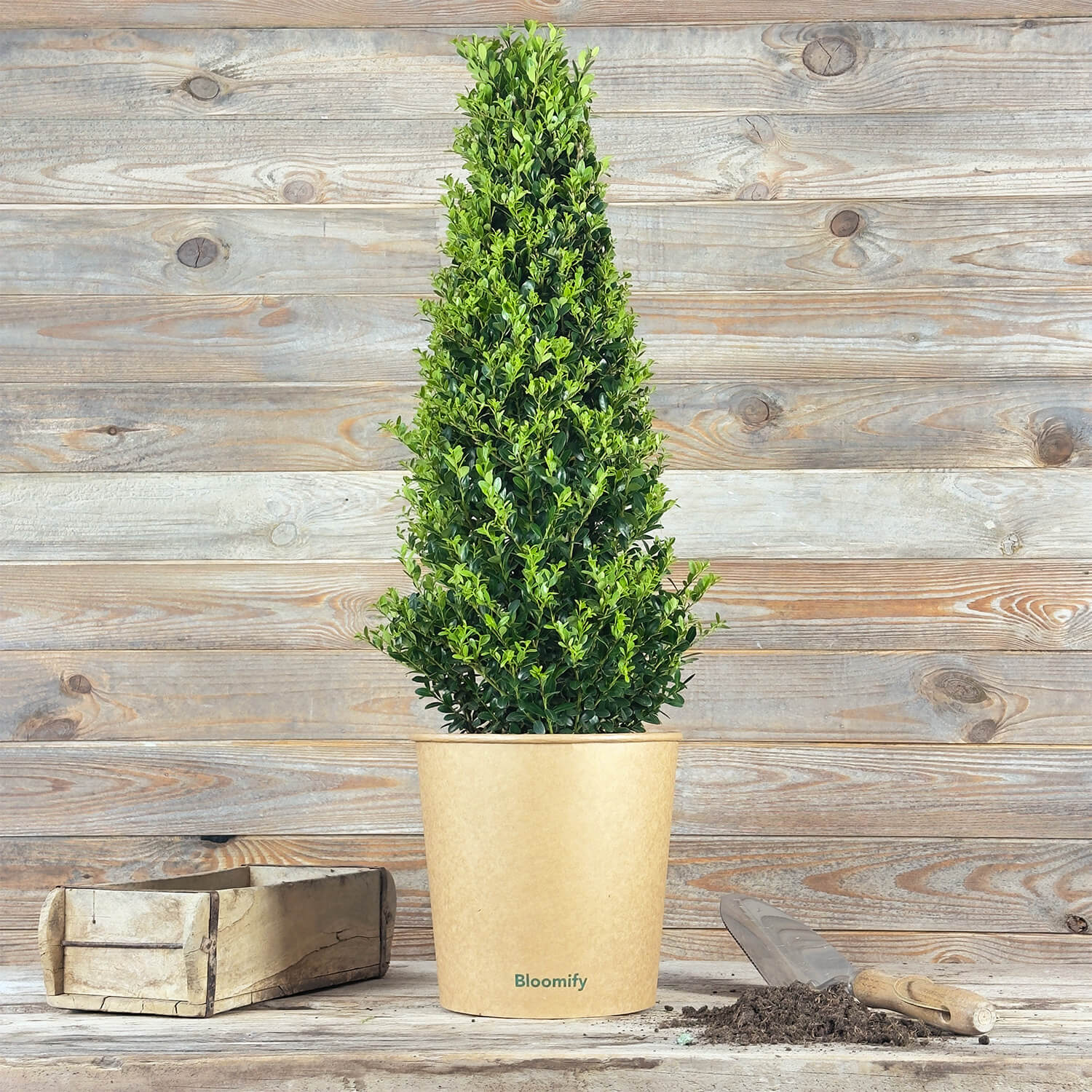 NewBux Pyramide "Boris"