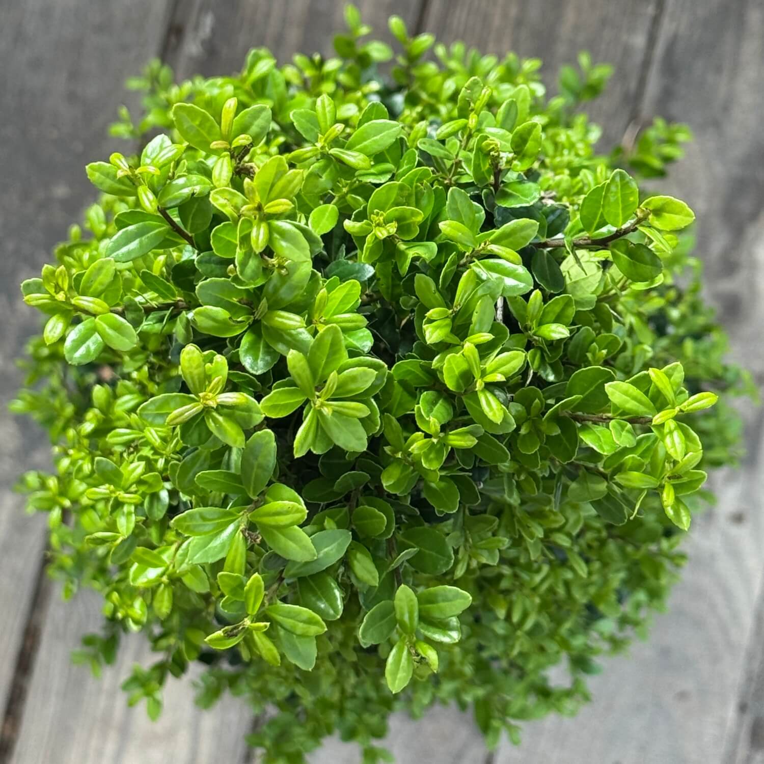 NewBux Pyramide "Boris"