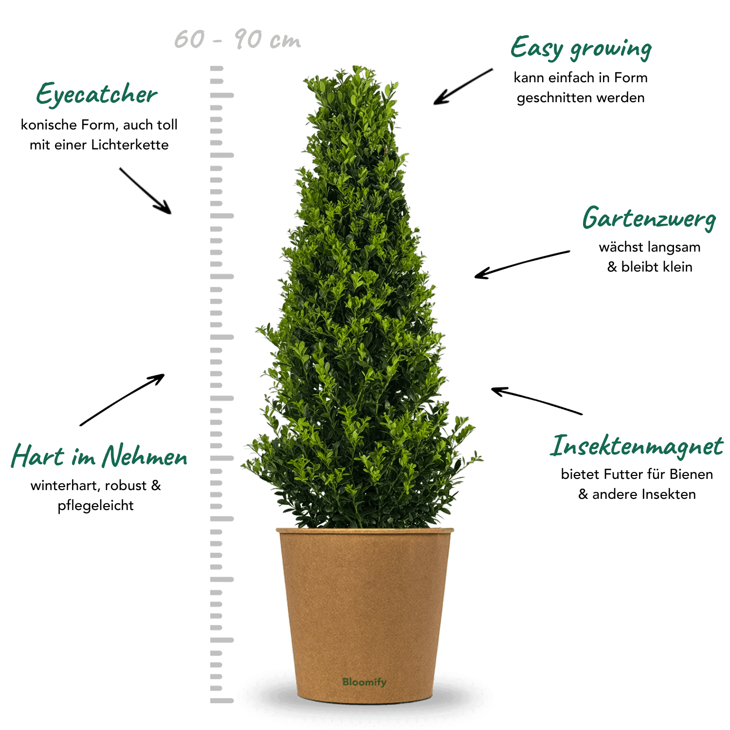 NewBux Pyramide "Boris"