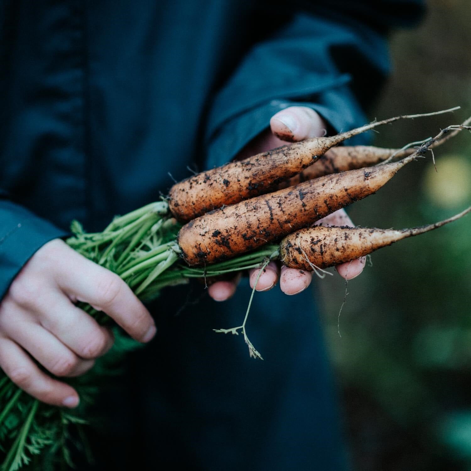 Pflanzenerde torffrei bio "Universal" (10 L)
