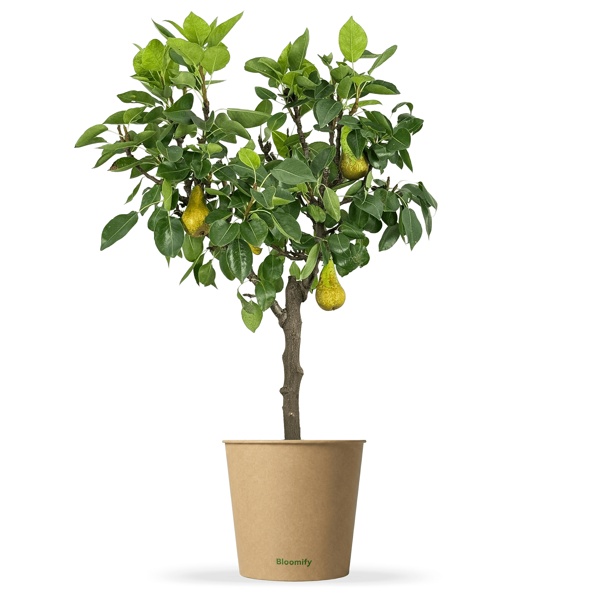 Balkon-Birne "Bigi" (Bio)