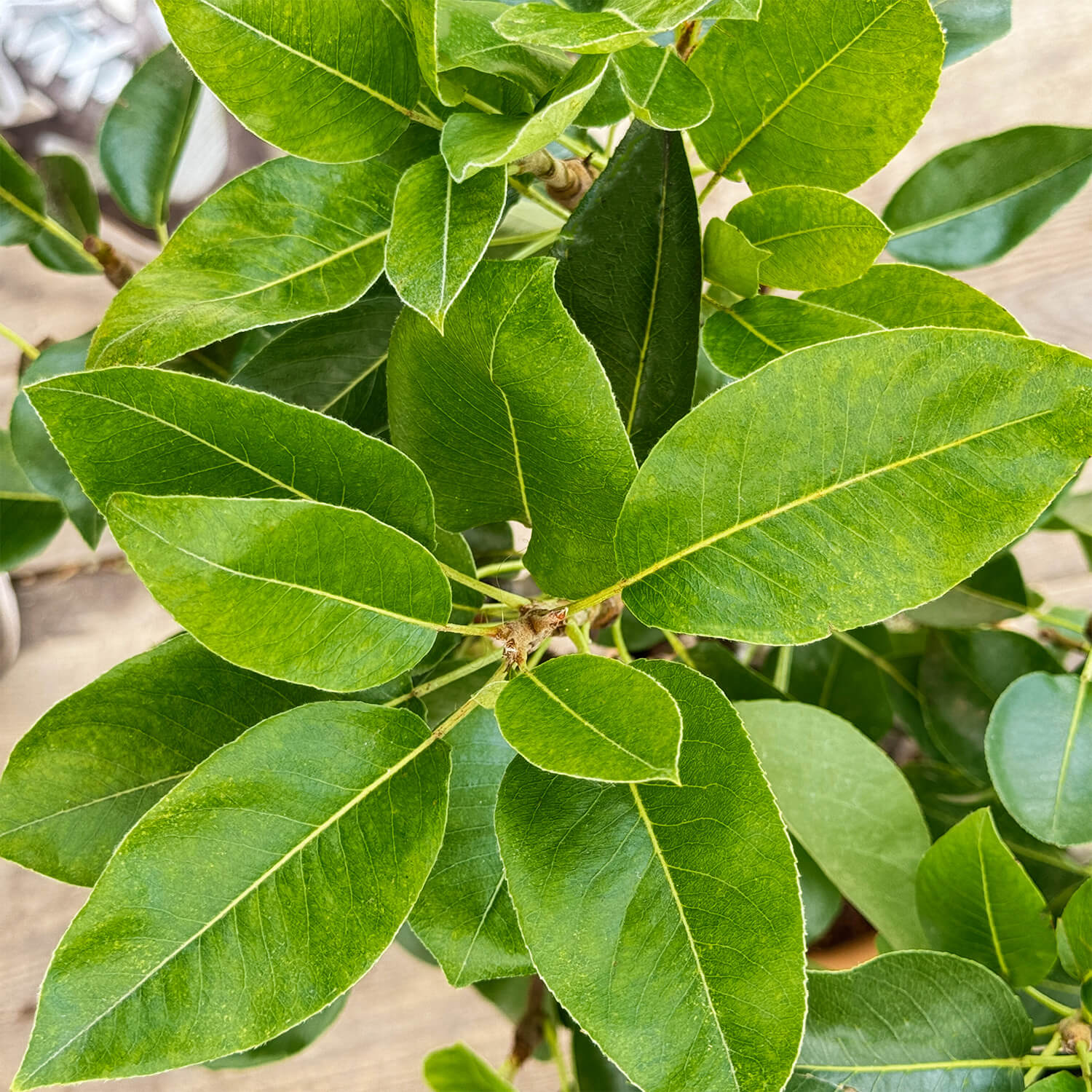 Balkon-Birne "Bigi" (Bio)